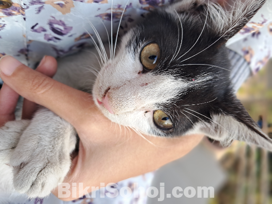 Cat Adoption (deshi)